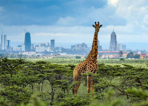 1-Day Nairobi National Park Safari Tour