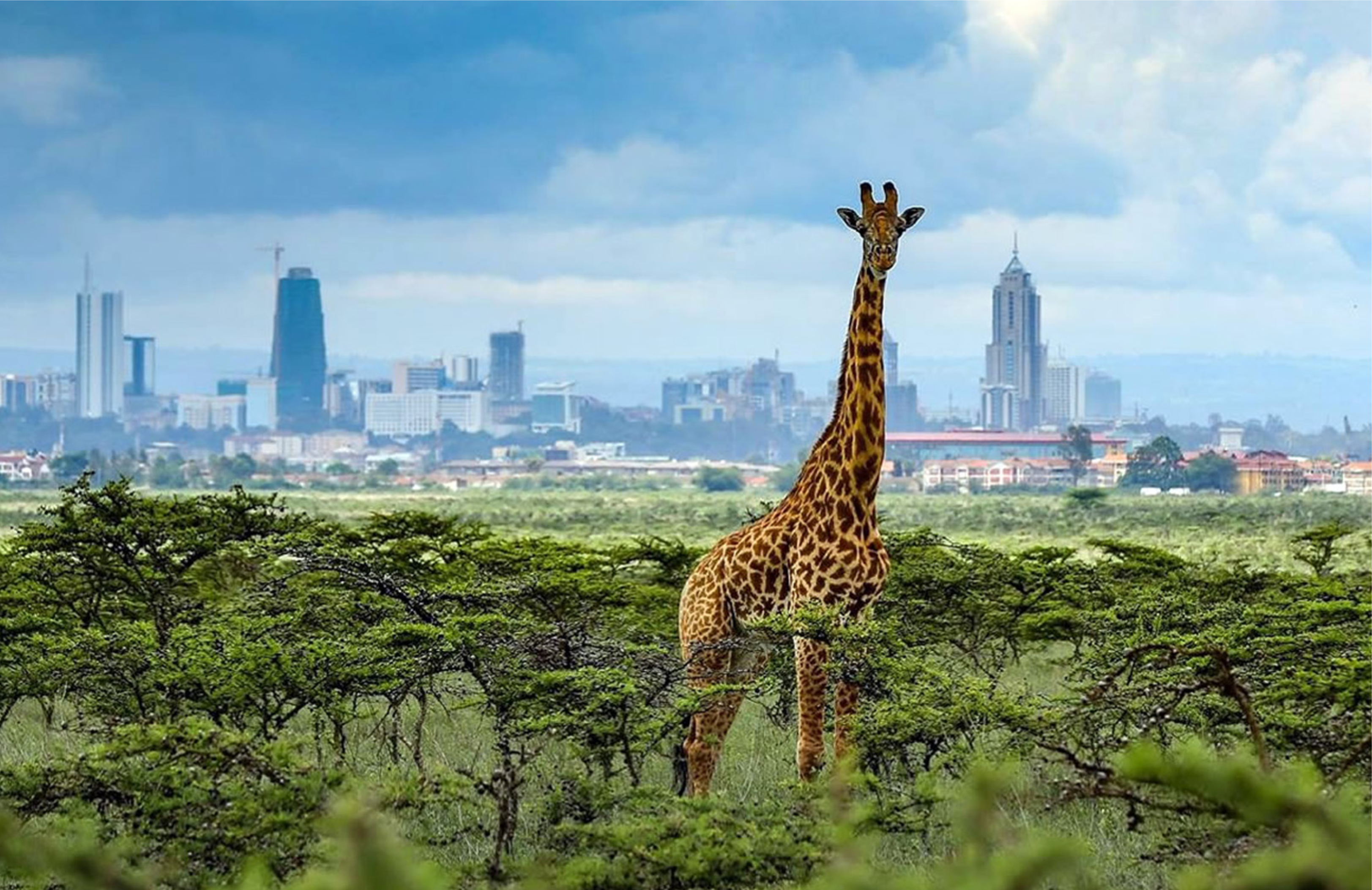 1-Day Nairobi National Park Safari Tour