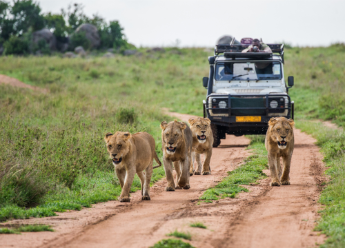 3- Day Safari: Masai Mara & Lake Naivasha Safari Experience